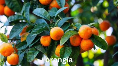 orangîa